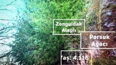 ANKARA - Bu yılın ilk üç ayında 185 ağaç 'anıt ağaç' olarak tescil edildi