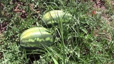 kirim -  Karacabey’de karpuz hasadı başlıyor Videosu