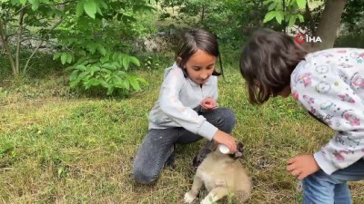 hafta sonu -  Köyün minikleri annesiz kalan yavru köpeği biberonla besliyor Videosu