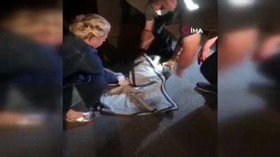  Yaralı kartalı orman personeli fark etti