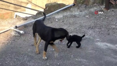 yavru kedi -  Yavru kedi ile köpeğin gülümseten dostluğu Videosu