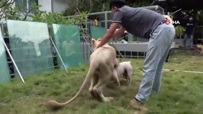 evcil hayvan -  - Kamboçya’da devletin el koyduğu TikTok fenomeni aslan sahibine iade edildi Videosu