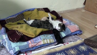 bebek - KASTAMONU - Yavruları ölen kedi, annelerini kaybeden yavrulara kucak açtı Videosu