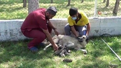 ameliyat -  Otobüs çarpan hamile köpek telef oldu, sezaryenle alınan yavrular süt anneye teslim edildi Videosu