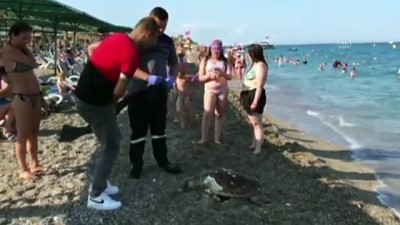 plaj - ANTALYA - Plajda ölü caretta caretta bulundu Videosu