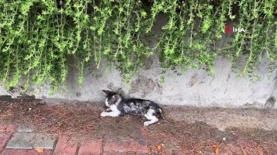 yavru kedi -  Araçların arasında kalan kediye belediye sahip çıktı Videosu
