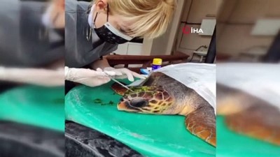 akkale -  Çanakkale’de kafasından yaralanan caretta caretta tedavi altına alındı Videosu
