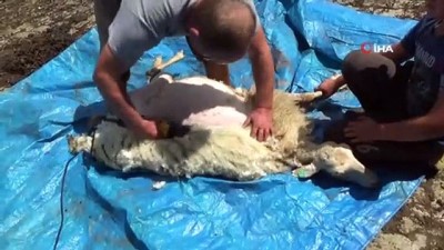 hayvan -  Havalar ısındı, koyunlar kırkılıyor Videosu
