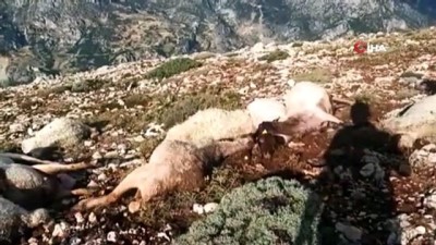 yildirim dustu -  Kahramanmaraş'ta yıldırım düştü 86 koyun telef oldu Videosu