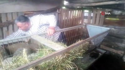 goreme -  Kaybolan koyunu zabıta ekipleri buldu Videosu