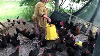 yumurta - KOCAELİ - Yürütülen proje kapsamında üreticilere bu yıl 15 bin 'atak-s yarka tavuk' dağıtılacak Videosu