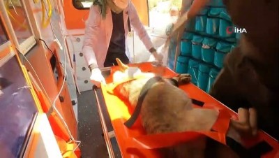 cagri merkezi -  - Konya’da yaralı hayvanlar “Canbulan” ile hayata tutunacak Videosu