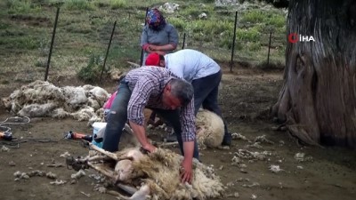koyun kirkma -  Kötekli Yörüklerinin koyun kırkması şölenle başladı Videosu