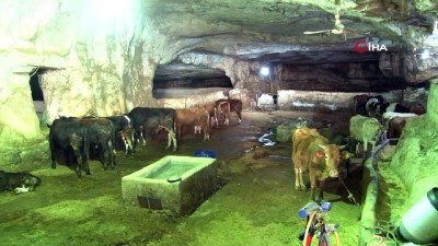  Sıcaklığın 50 dereceyi bulduğu Şanlıurfa’da kurbanlıklar 20 derecelik mağaralarda besleniyor