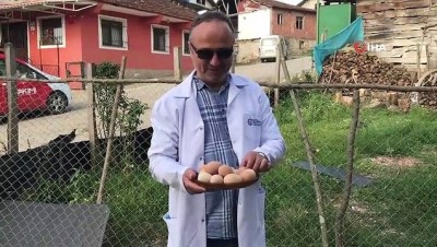 yumurta -  Yüzde 50 hibeli tavuk desteği, çiftçilerin yüzünü güldürdü Videosu