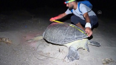 caretta caretta - ADANA - Akyatan Sahili deniz kaplumbağalarına yuva oluyor Videosu