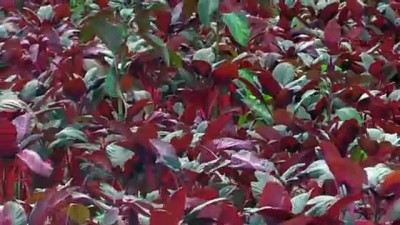 bitki cayi - AFYONKARAHİSAR - İş insanı tıbbi ve aromatik bir bitki olan 'amarant' üretiminde söz sahibi olmak istiyor Videosu