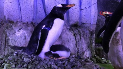 bilimsel arastirma -  Akvaryum'da 2. bebek penguen de dünyaya gözlerini açtı Videosu