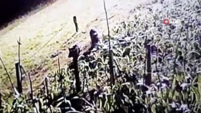 misir tarlasi -  Bahçeyi talan eden domuzlar kamerada Videosu