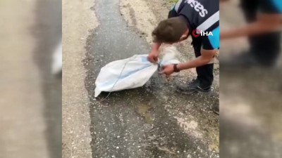 karya -  Belediye çalışanları ağzı bağlanmış çuvalın içindeki kediyi kurtardı Videosu