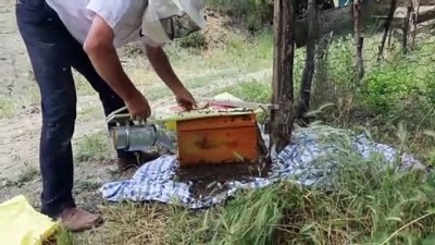 agacli - BOLU - Oğul yapan arılarını kaçmadan yakaladı Videosu