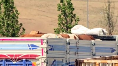 karantina - ERZURUM - Besiciliğin merkezi Erzurum'dan batıdaki kentlere 55-60 bin kurbanlık gönderilecek Videosu