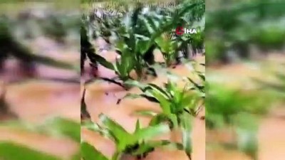 yagan -  Kaynarca’da yağış tarlaları göle çevirdi Videosu