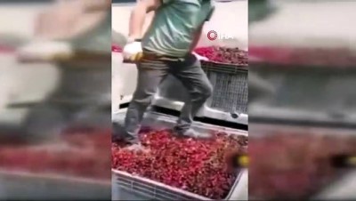 para cezasi -  Meyvelerin üzerinde ayakkabıları ile gezen 4 kişi serbest bırakıldı Videosu