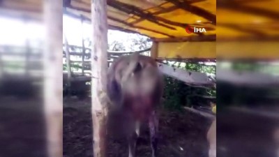 buyukbas hayvanlar -  Tokat’ta 6 inek kuyrukları kesilmiş olarak bulundu Videosu