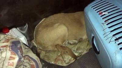 hayvan -  Trafik kazasında yaralanan köpek, gece yarısı tedavi için İstanbul'a götürüldü Videosu