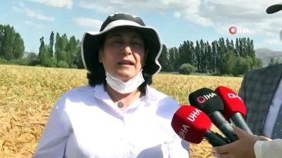 kirac -  ‘Ümran Hanım Tritikale’ yemi çiftçilerin yüzünü güldürecek Videosu