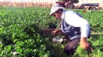 leman -  40 derece sıcaklıkta maydanoz hasadı Videosu