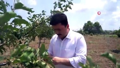 hayvancilik -  Altıeylül’de lavanta hasadı başladı Videosu