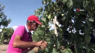 kuraklik -  Elazığ’ın üzüm köyünde erkenci üzüm hasadı Videosu