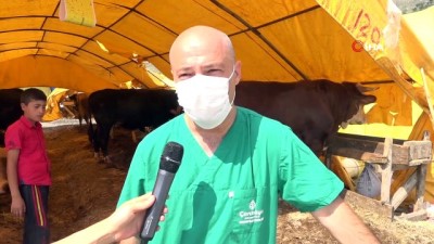 kurbanlik hayvan -  Kurbanlıklara gebelik kontrolü Videosu