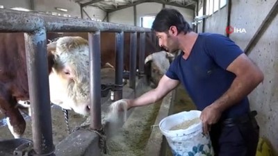 hayvan pazari -  Tonluk tosunlar alıcılarını bekliyor Videosu