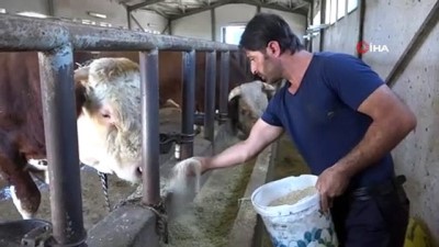 kurban bayrami -  Tonluk tosunlar alıcılarını bekliyor Videosu