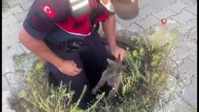 yagmur -  Yağmur suyu drenaj kanalına düşen yavru kediyi jandarma ekipleri kurtardı Videosu