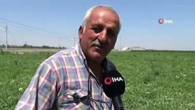 tatil -  Karaman'ın karpuzu İstanbul'da sofralarda Videosu