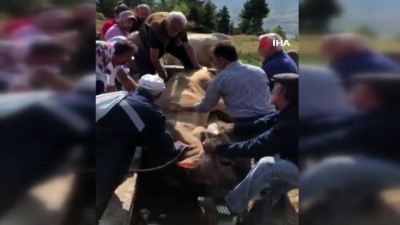 hafta sonu -  Artvin’de su yalağına düşen ineği böyle kurtardılar Videosu
