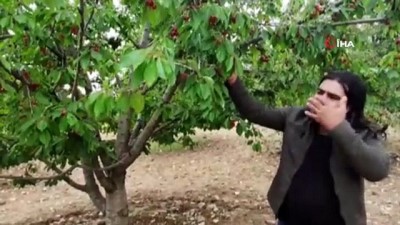 karahisar -  Bu da sebil meyve bahçesi Videosu