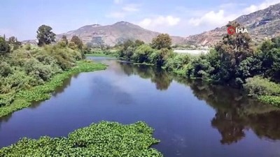 uzunlu -  Hatay’da su sümbülleri Asi Nehri’ni istila etti Videosu