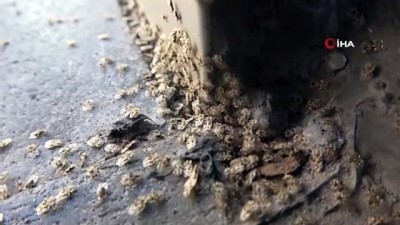 yagan -  Kırklareli’nde Dantel Böceği istilası Videosu