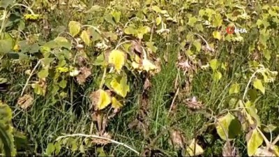 kuraklik -  Çerezlik ayçiçeğinde hasat başladı Videosu