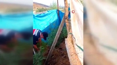 para cezasi -  Jandarmanın dikkatinden kaçmadı: Brandayla çevrili bahçede kenevir yetiştirirken yakalandı Videosu
