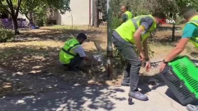 termik santral -  Muğla’daki yangında hayvanları tahliye edip, beslediler Videosu