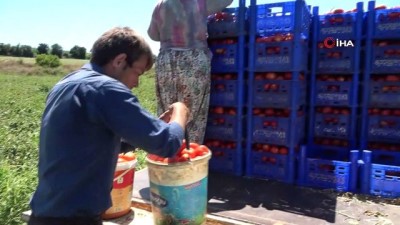 akkale -  Çanakkale’de domates hasadı sancılı başladı: Tarlada ucuz, zincir marketlerde 10 katına satılıyor Videosu