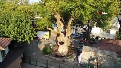 yabanci turist -  Marmaris’teki 2 bin yıllık ağacın yaraları sarıldı Videosu