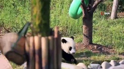 panda -  - Pandaların oyunu ilgi topladı Videosu