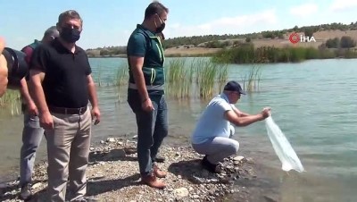 su -  Tavşanlı'da göletlere 80 bin yavru sazan balığı bırakıldı Videosu